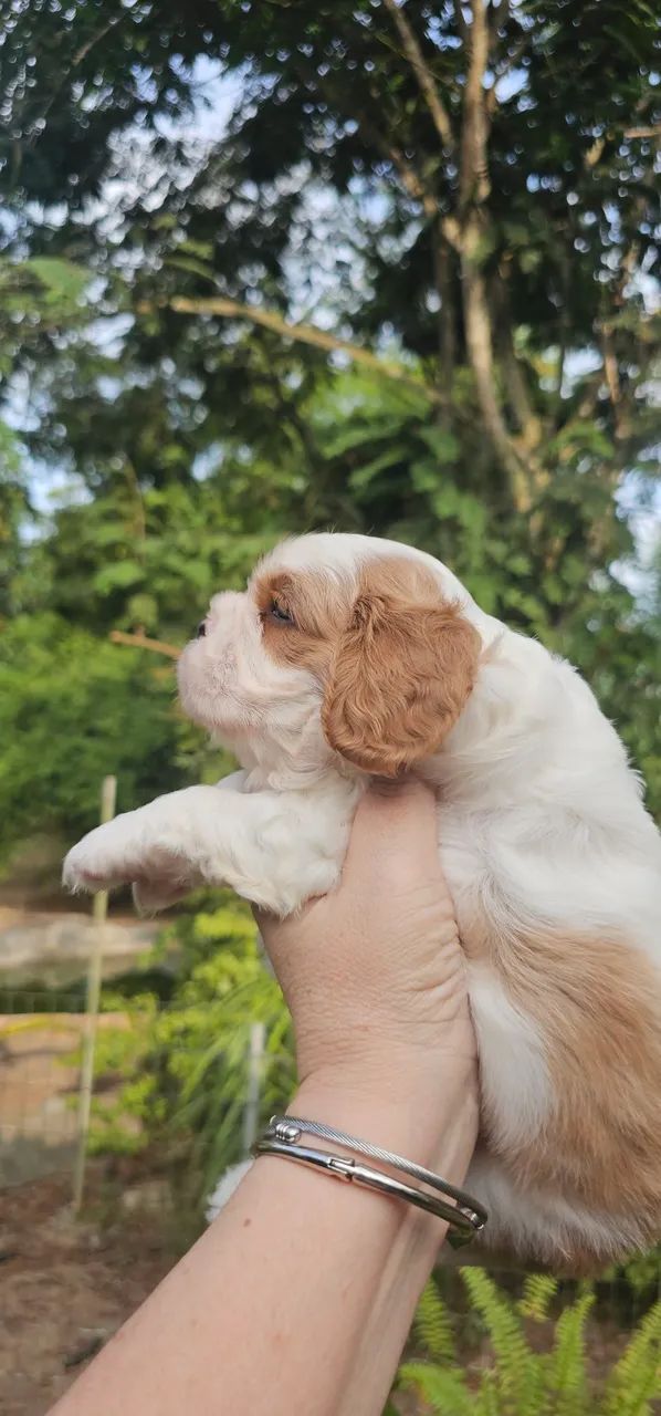 Cavalier King Charles Spaniel Macho Blenheim
