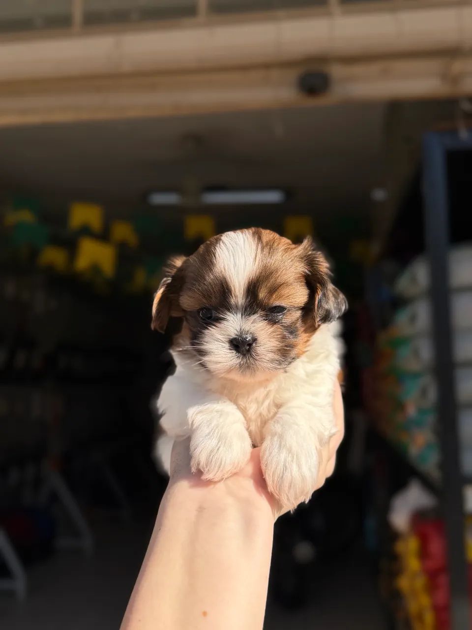 Shihtzu macho tricolor