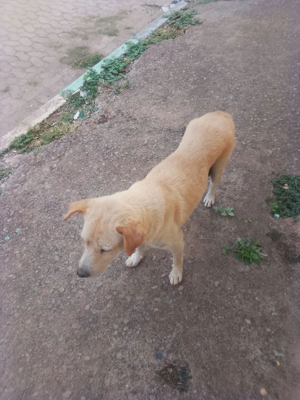 Para adoção - Foto 3