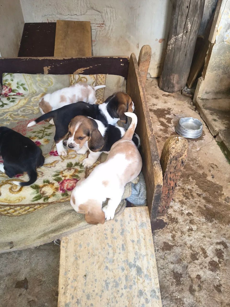 Cachorro  - Foto 4