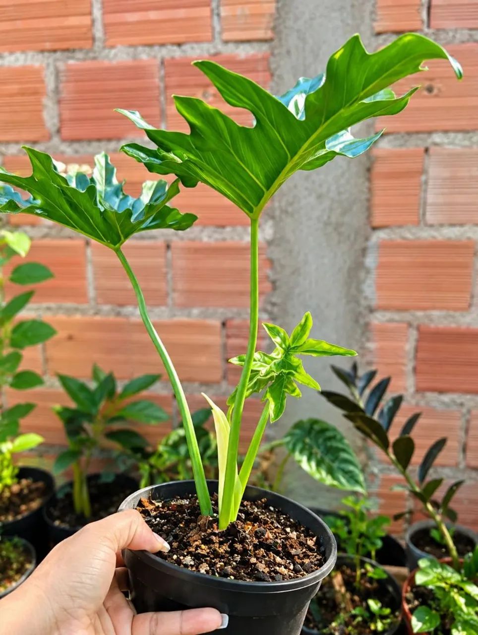 Plantas  - Foto 3