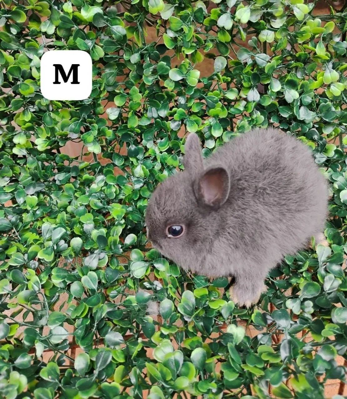 Vendo mini coelhos. - Foto 3