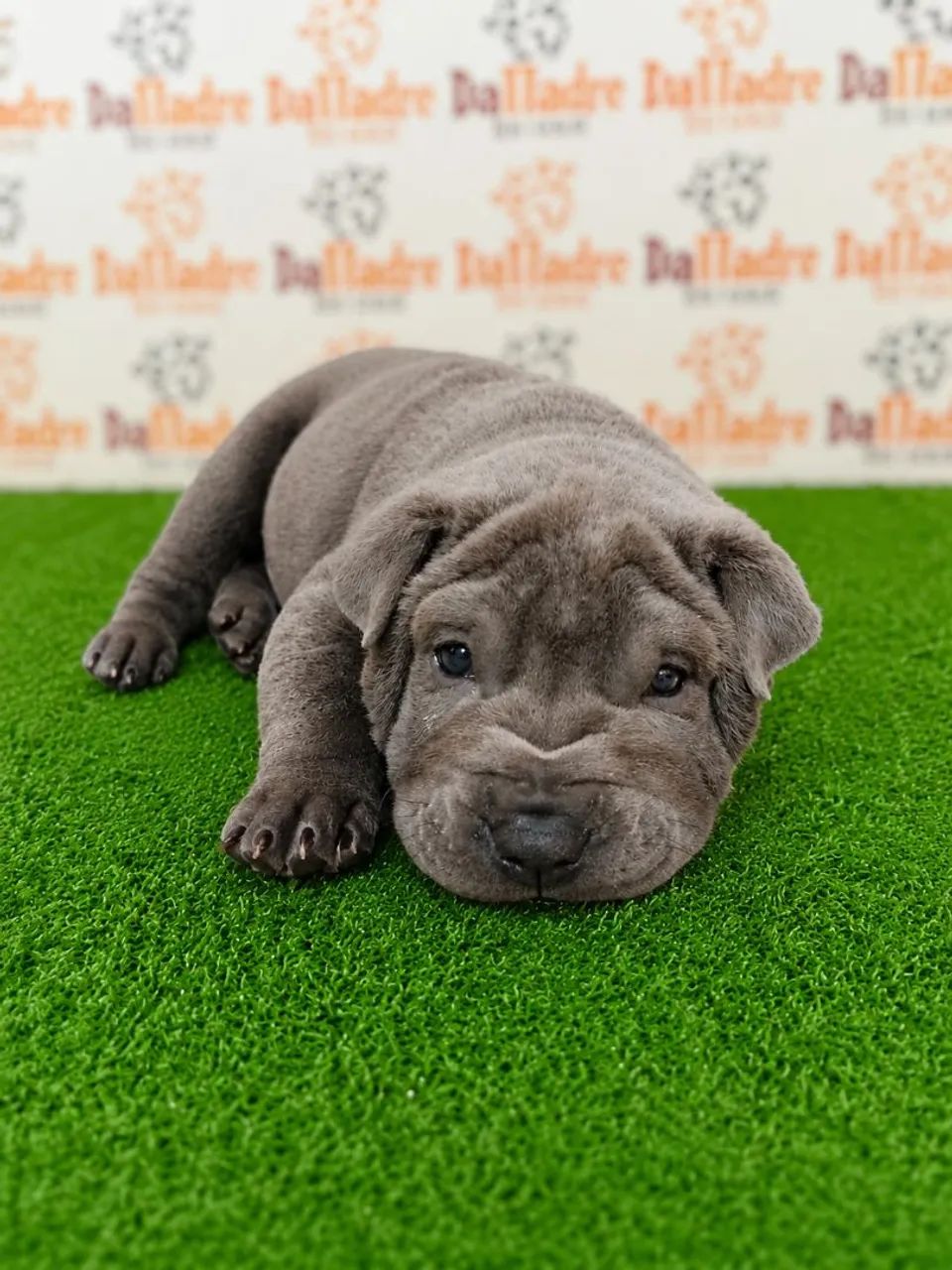 Shar-pei - Foto 4