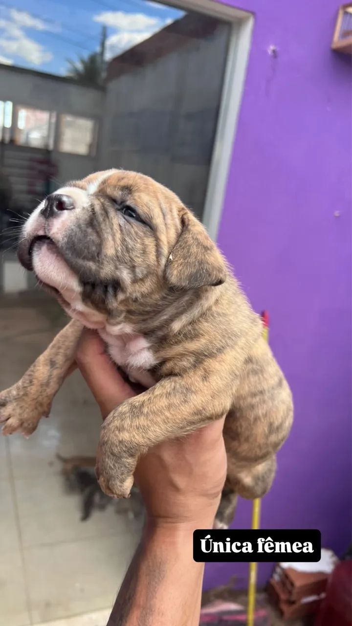 American bully com documentação