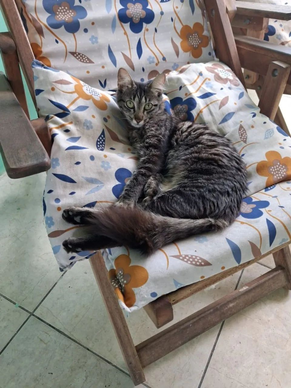 Doação de gatos  - Foto 5