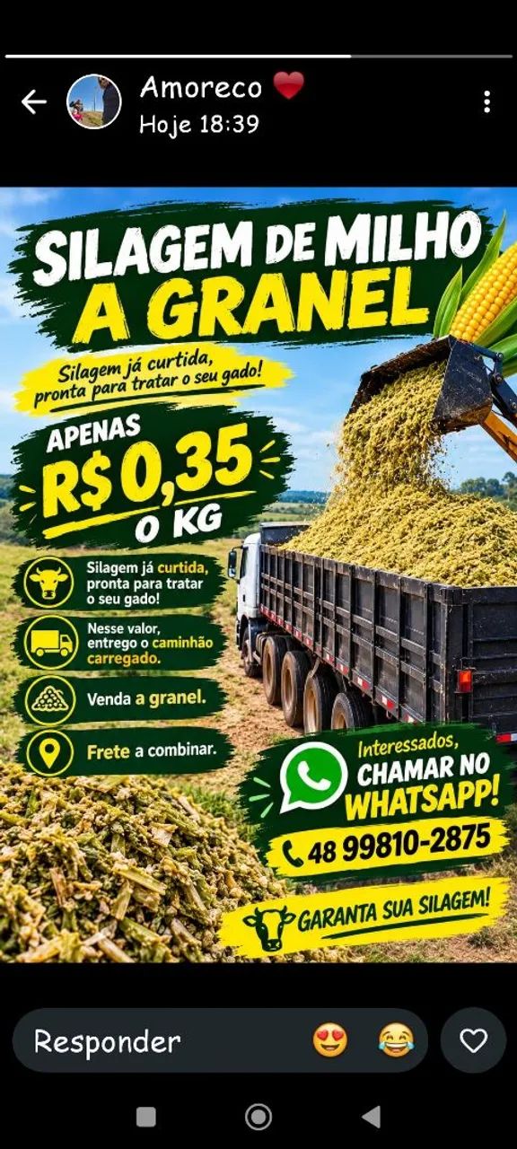 Silagem de milho ?