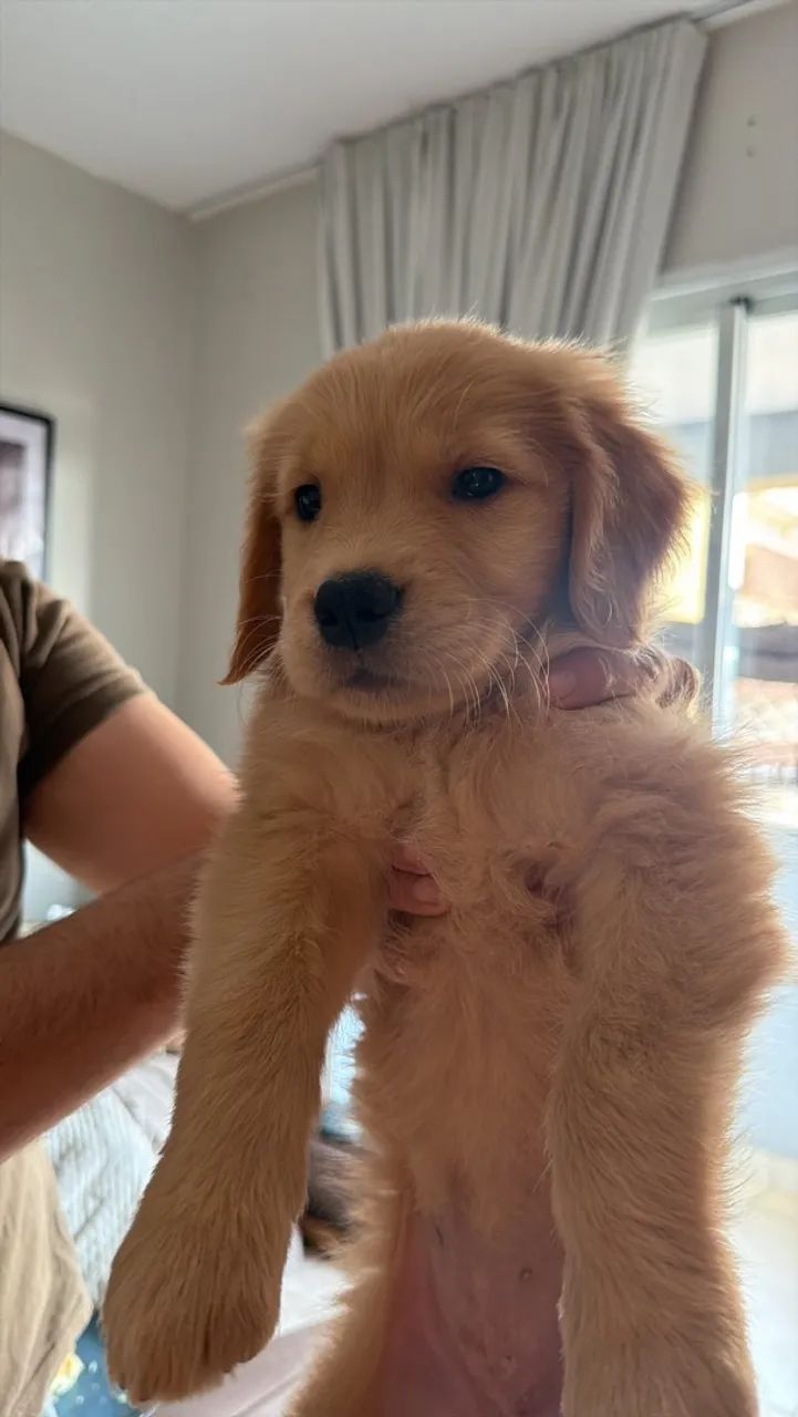 Golden Retriever - Foto 2