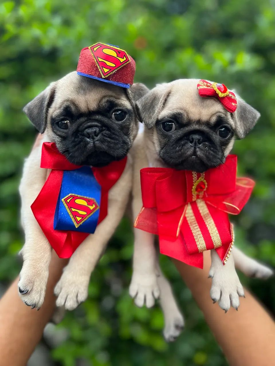 Filhotes de Pug
