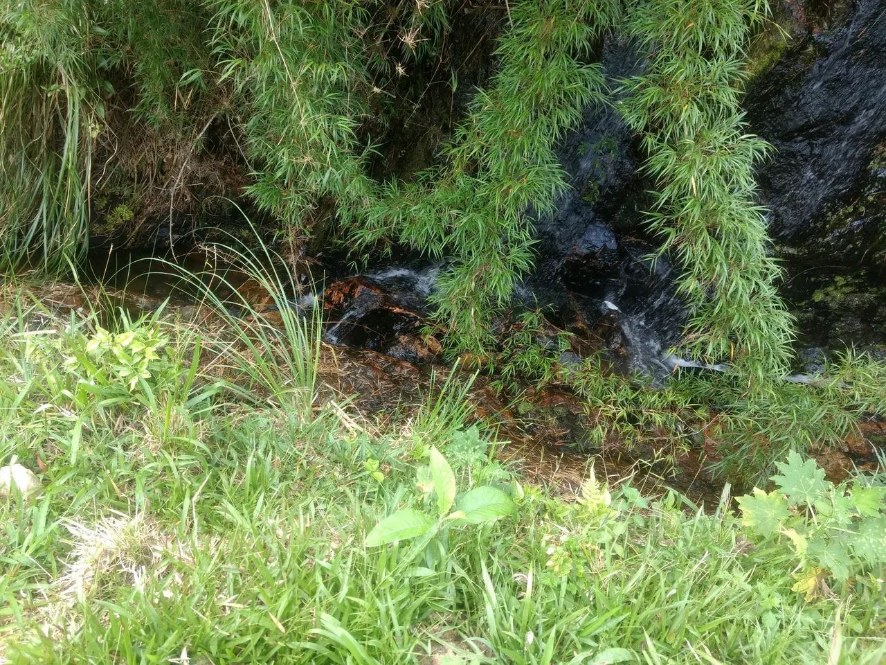Terreno  em anitapolis  - Foto 5
