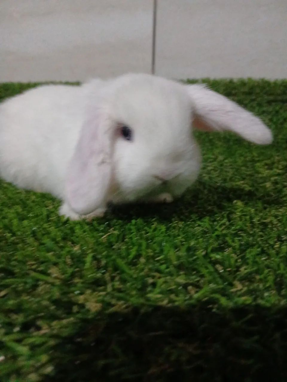 Disponível para venda  - Foto 2