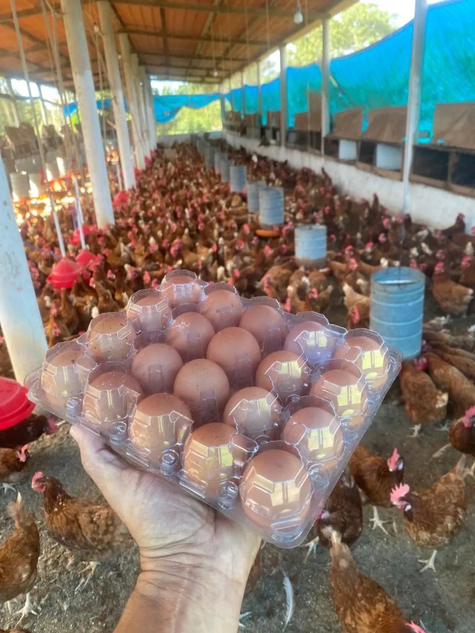Ovos de galinha Caipira  - Foto 4