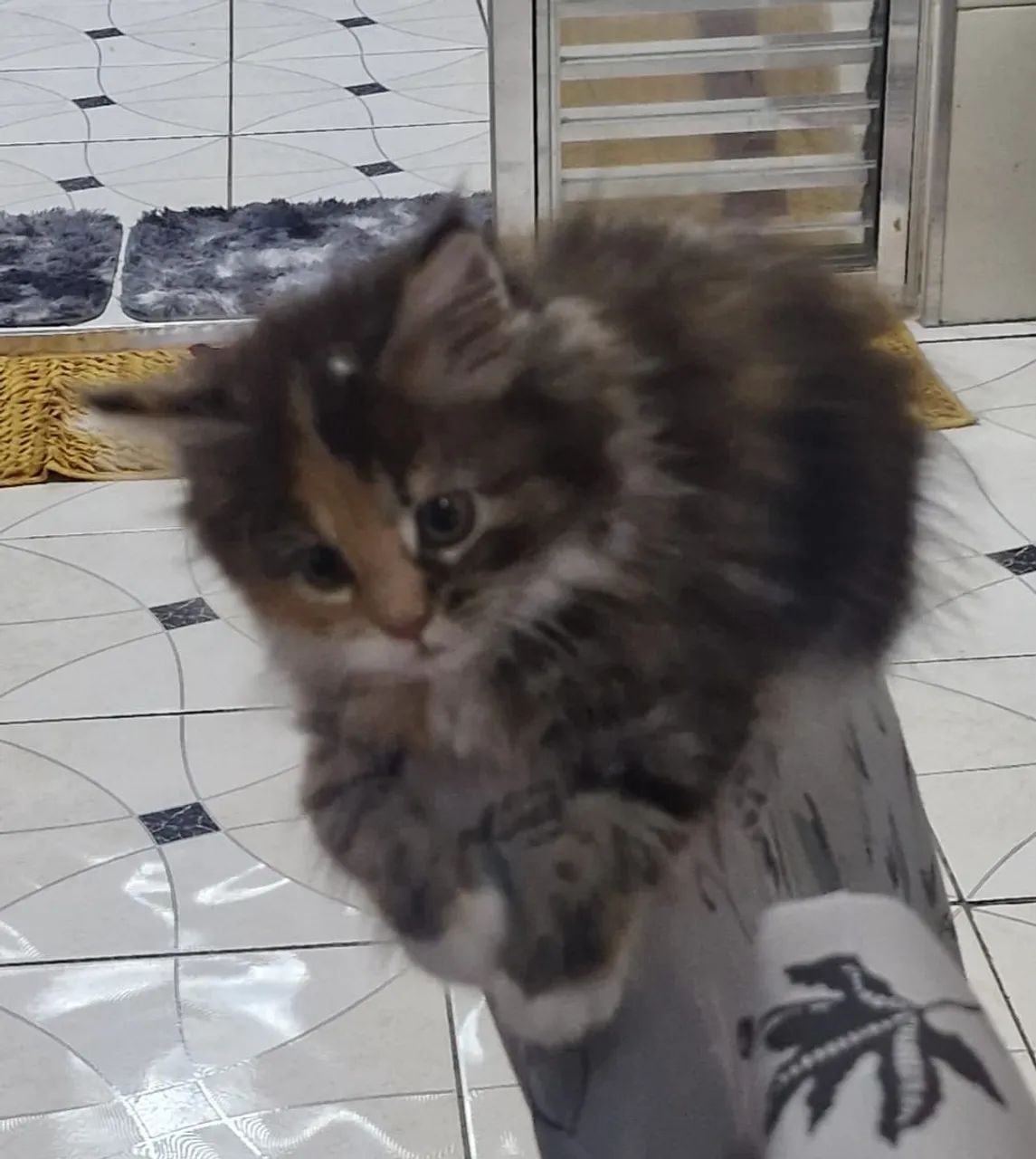 Maine Coon lindo encantador  - Foto 2