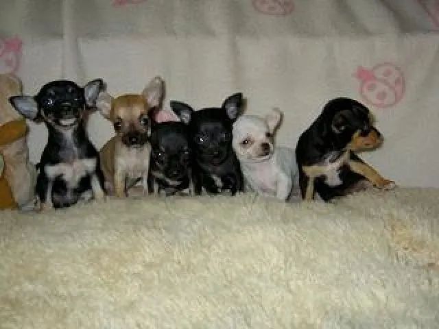 lindos filhotes 