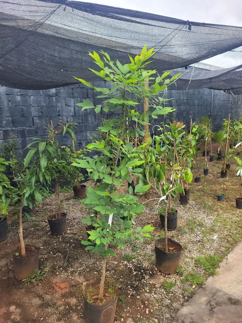 Mudas Frutíferas exóticas 