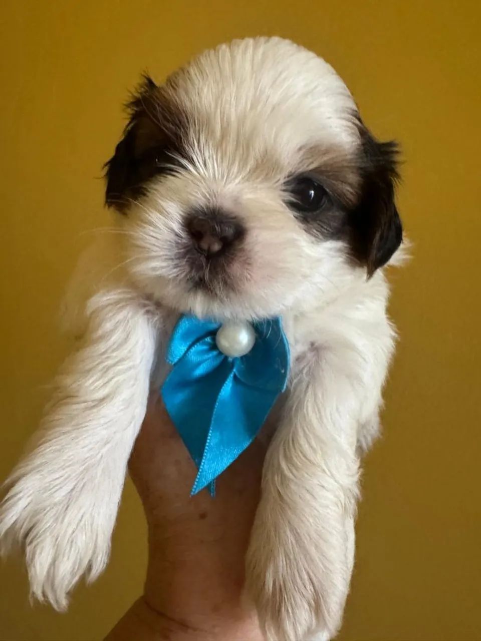 Shitzu macho a venda. Obs. Fêmeas para reserva! - Foto 2