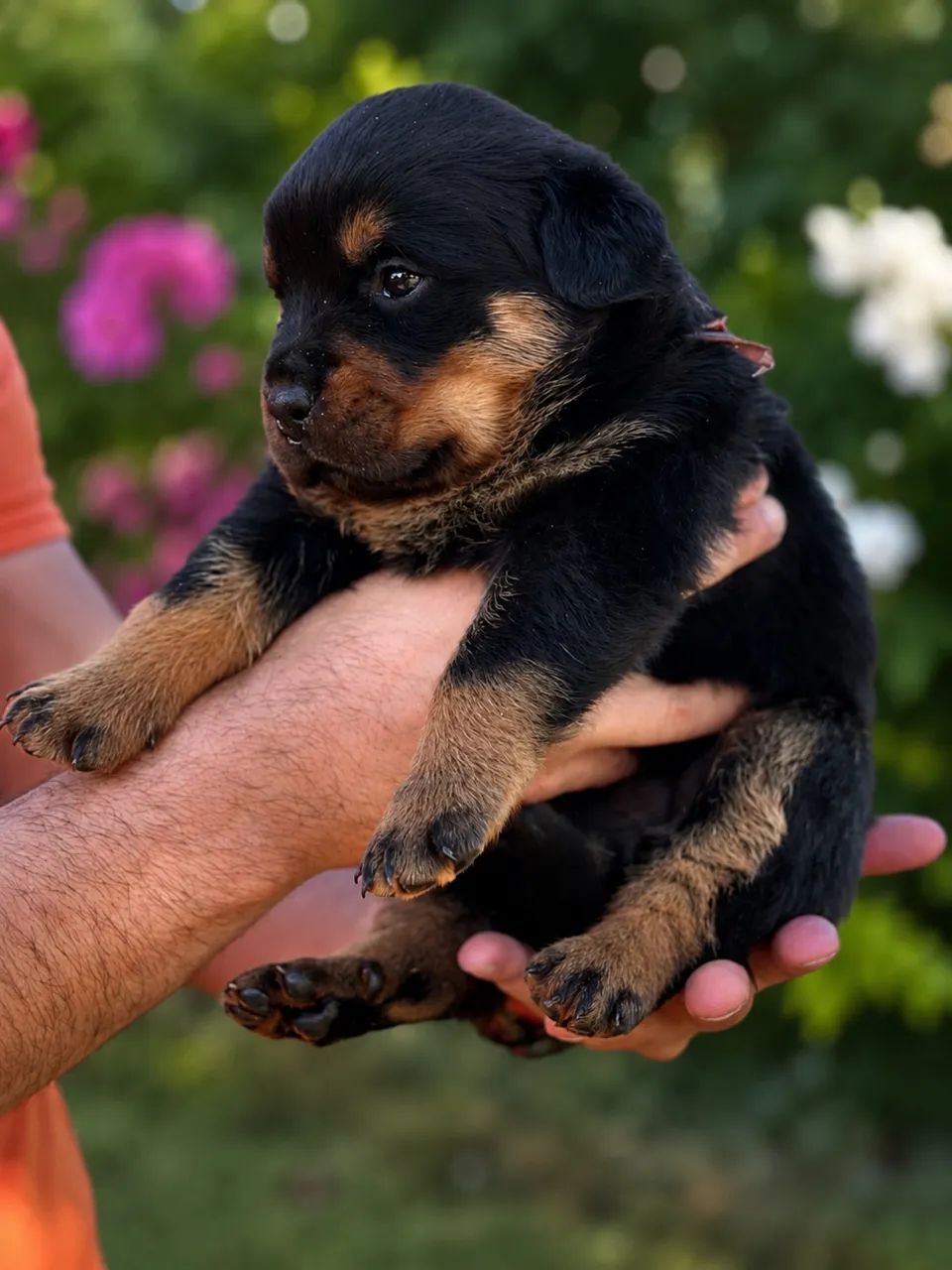 Filhotes de Rottwailer 