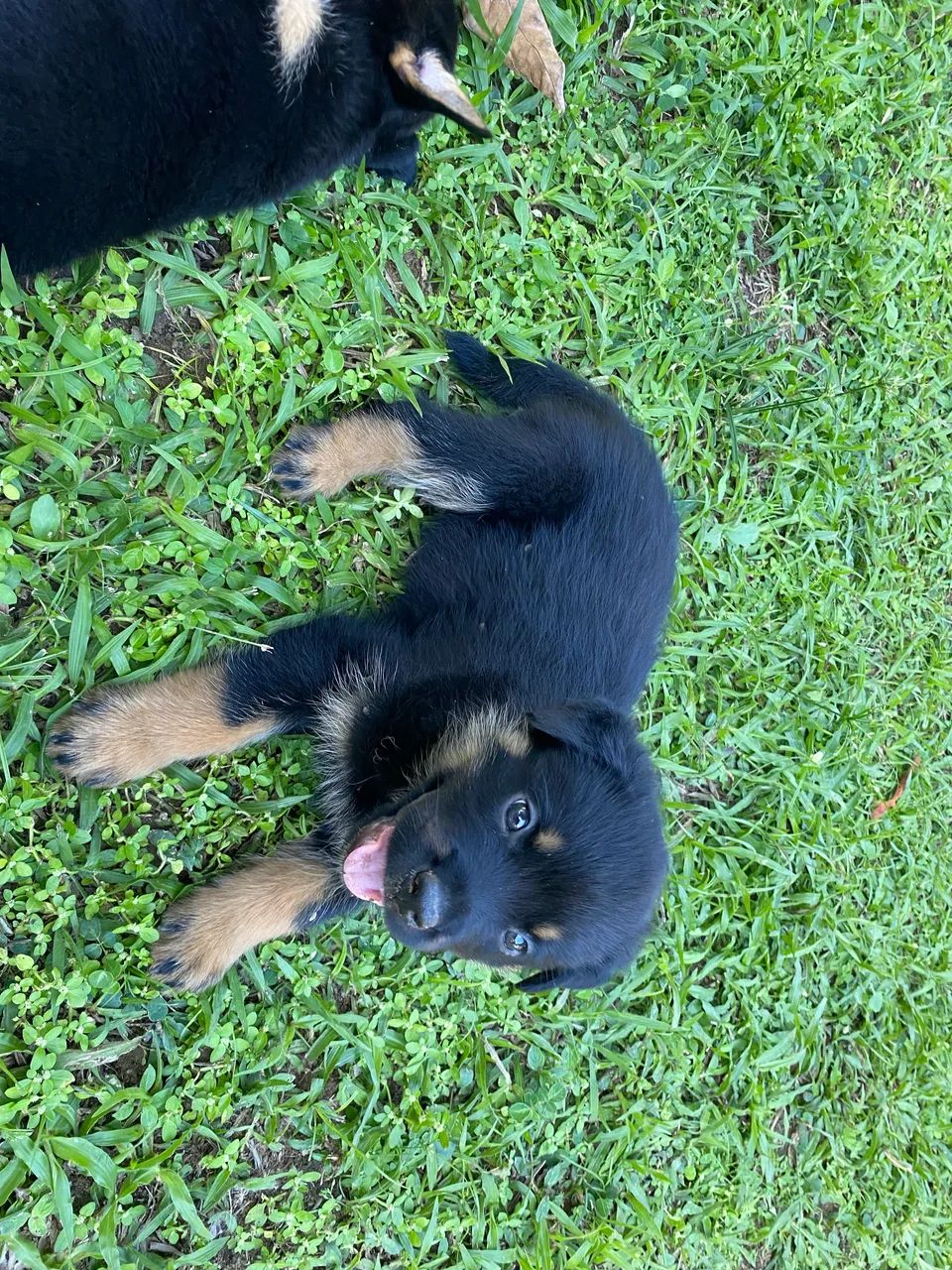 Filhotes de ROTTWEILER COM PASTOR ALEMÃO 