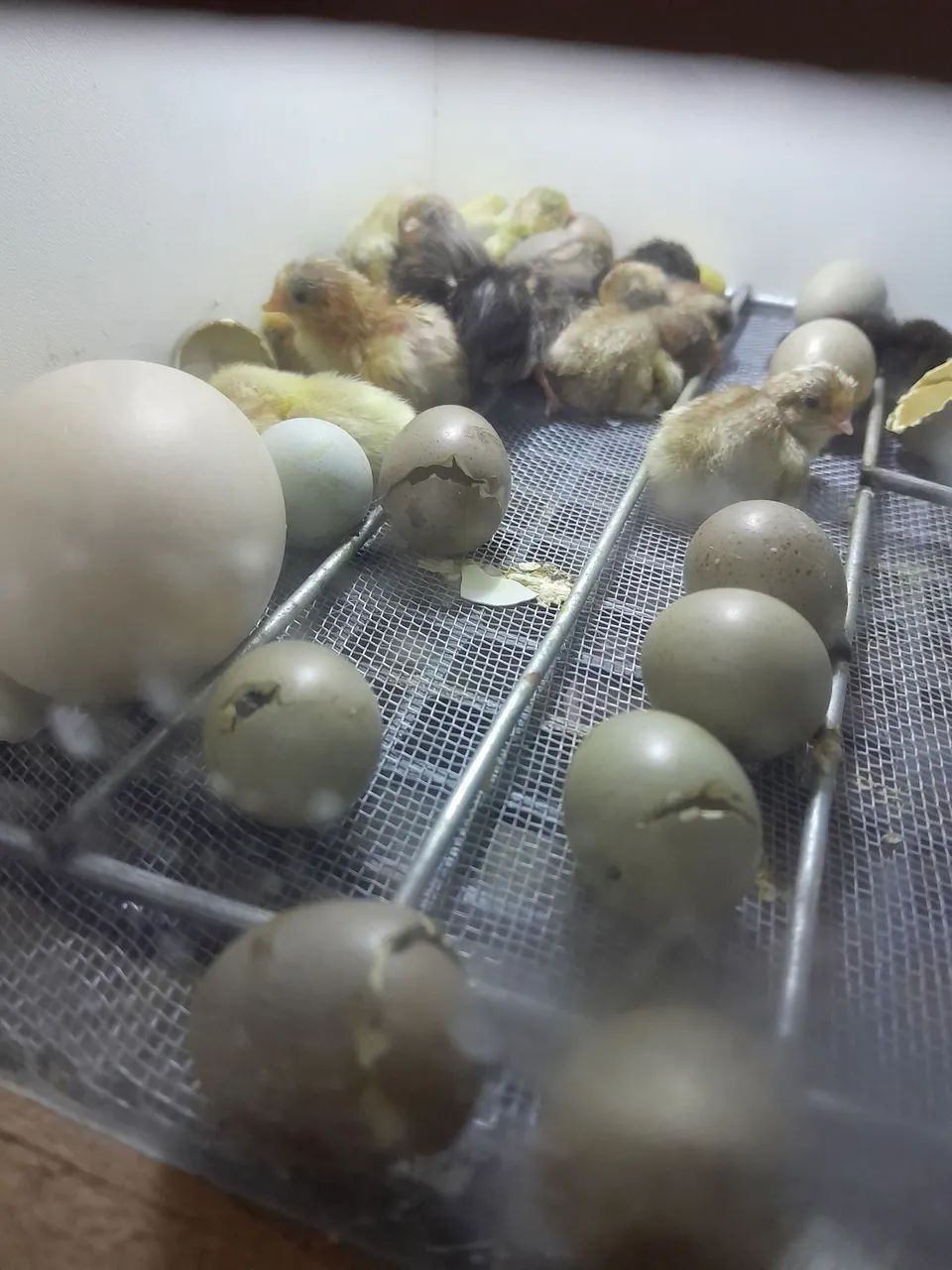Pintinhos codorna chinesa - Foto 2