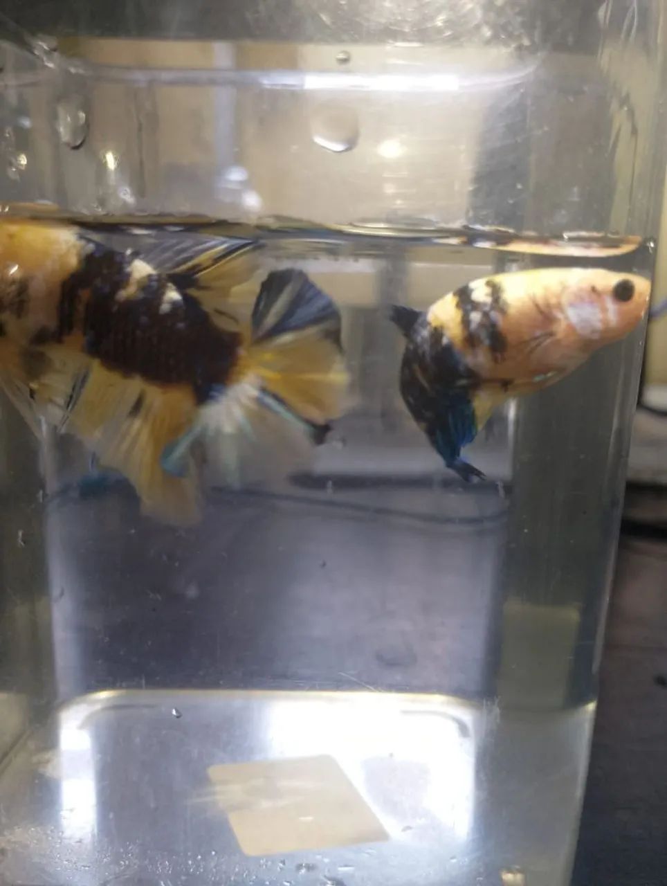 Betta YF - Foto 5