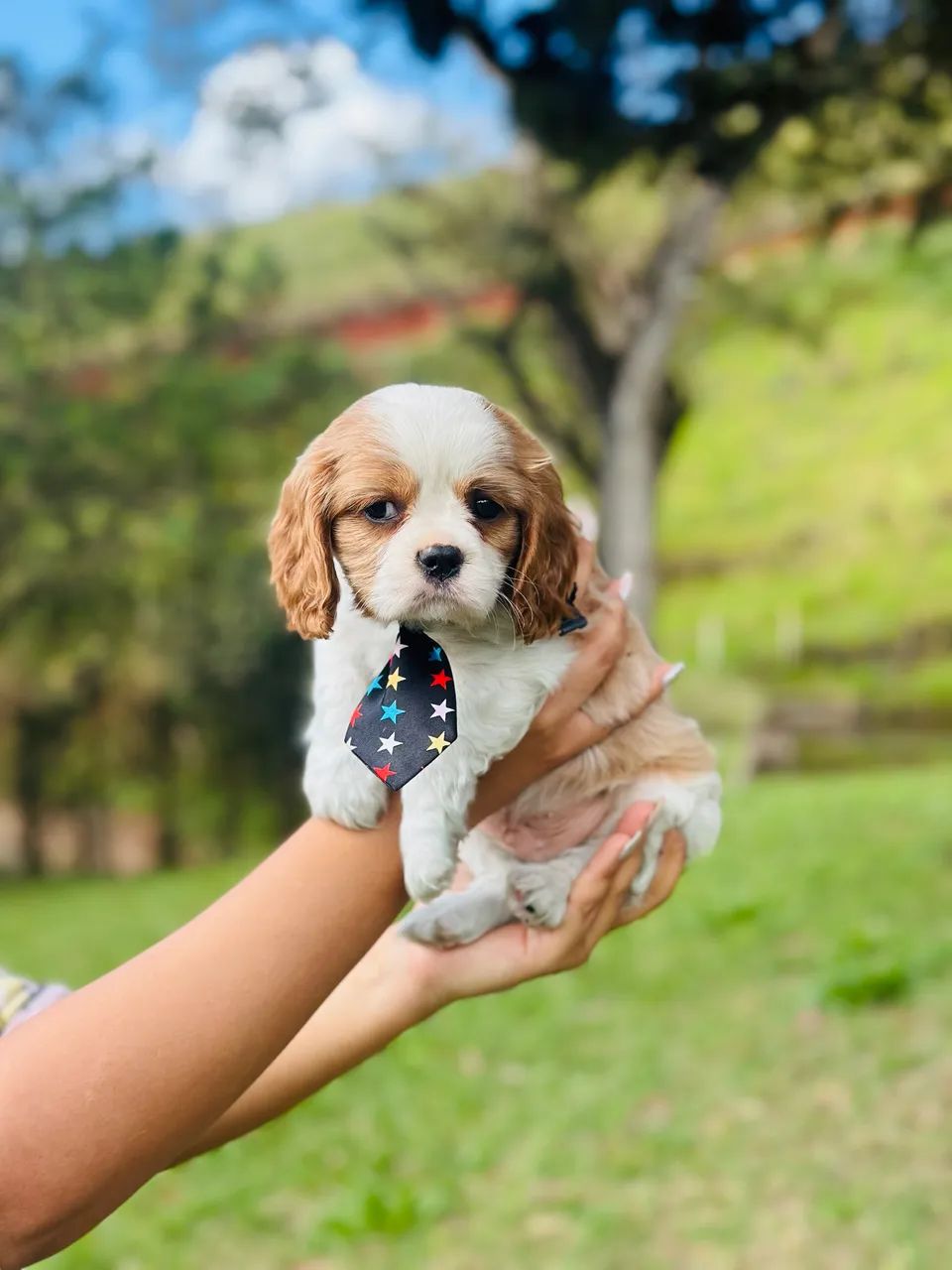 Cavalier king charles