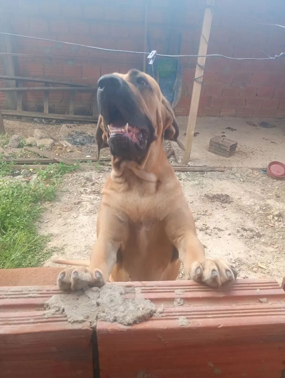 Fila brasileiro com pedigree 