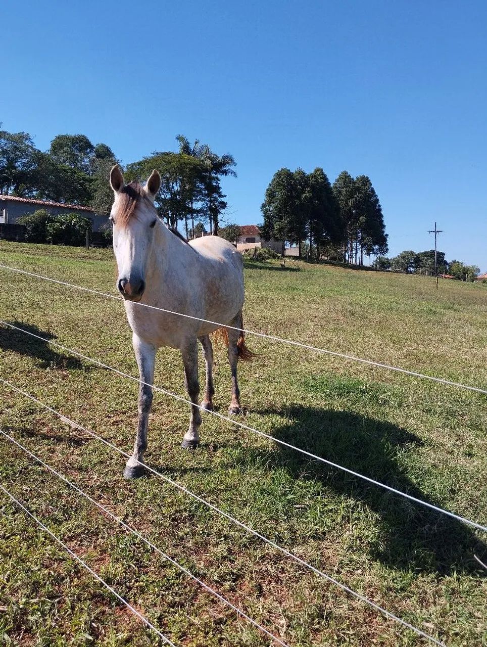 Vende-se uma Égua Mangalarga Tordilha - Foto 5