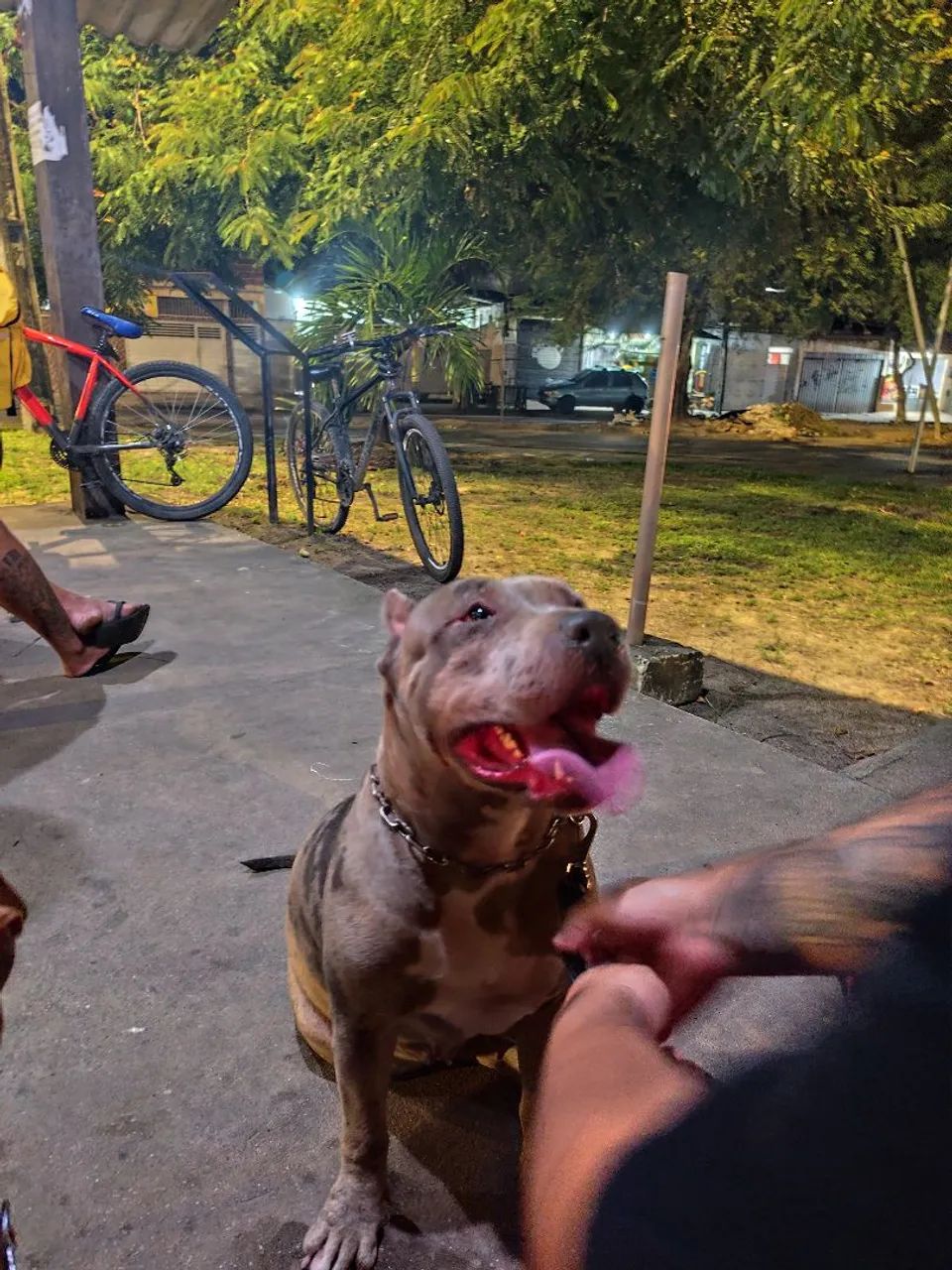 Cadela pitmonster  - Foto 2