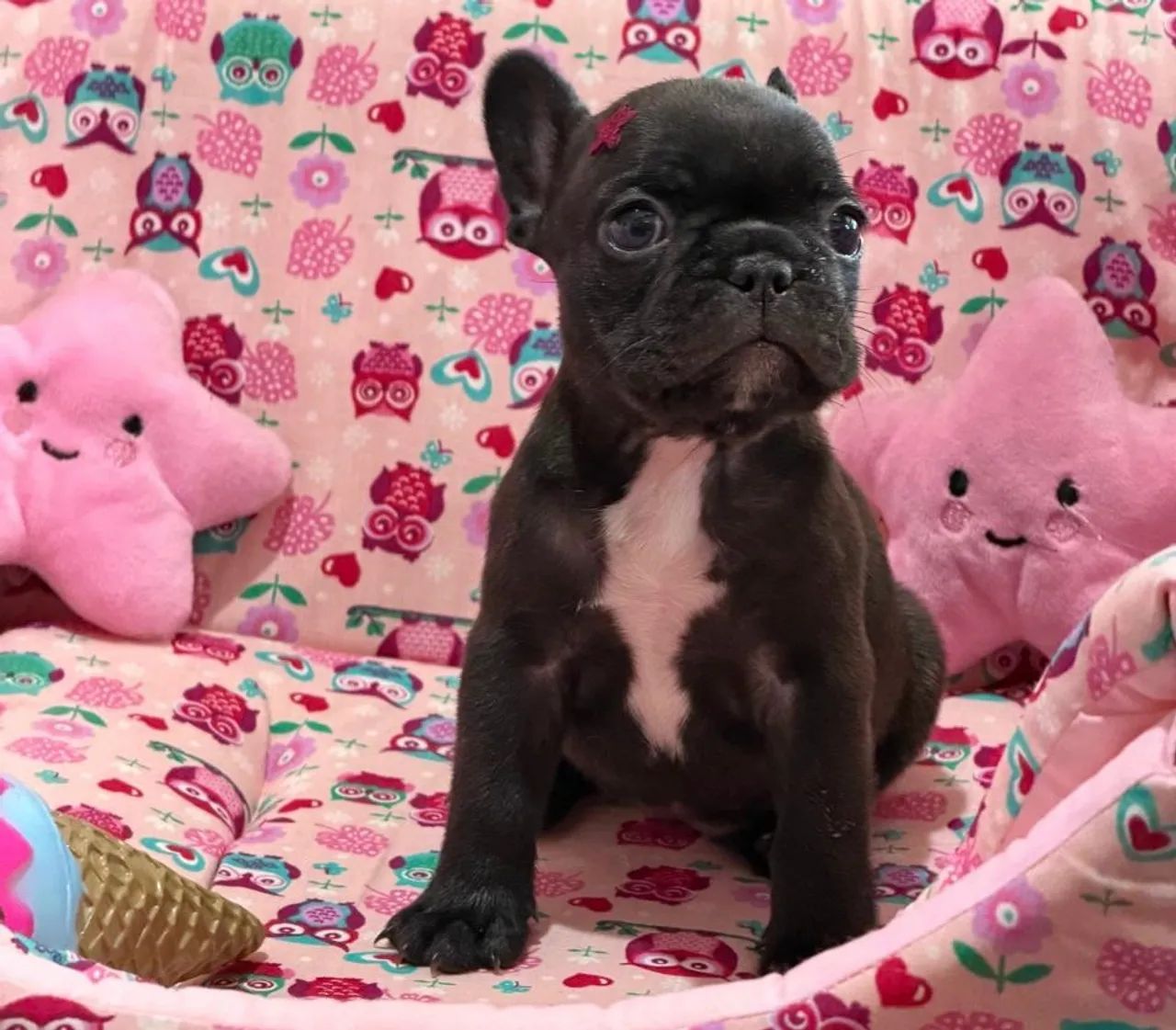 Buldogue Francês 