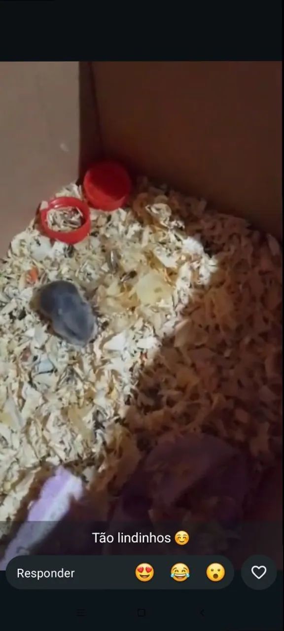 Vendo hamster  - Foto 2