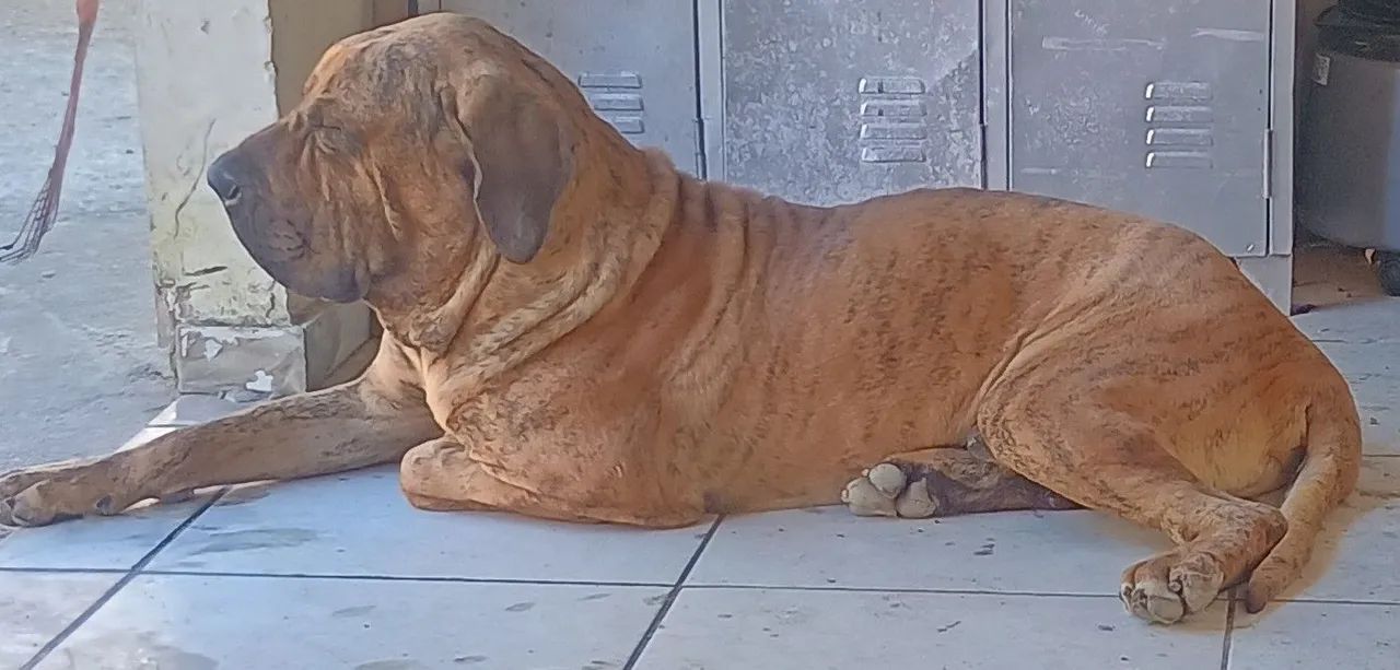 Fila brasileiro  - Foto 2