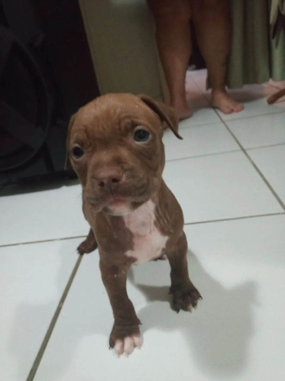 Valor 350 Filhotes de Pitbull tinha 14 só resta 3  - Foto 4