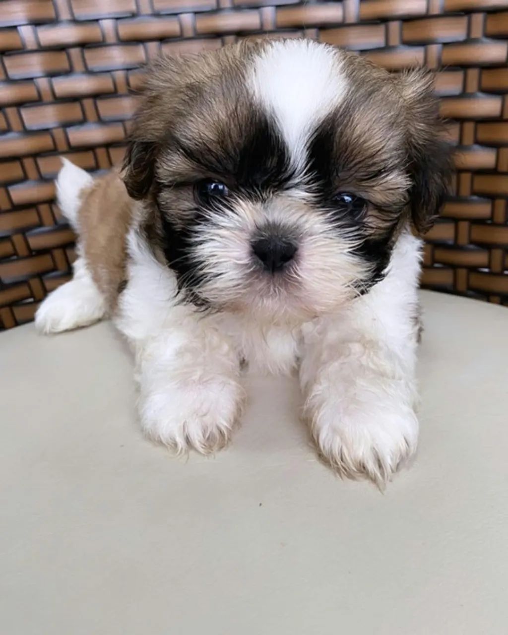 Cachorro disponível  - Foto 3