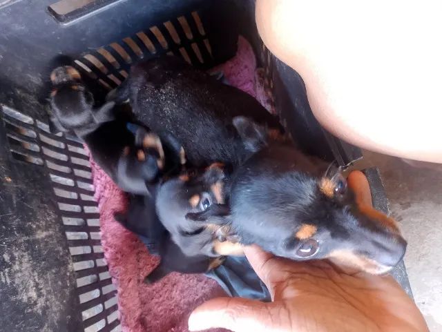 Animais  - Foto 4