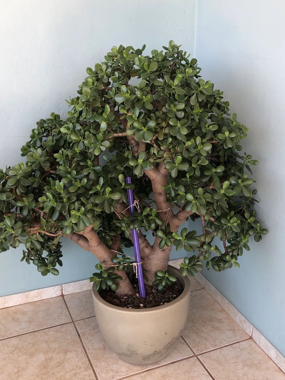 Planta Jade (2)