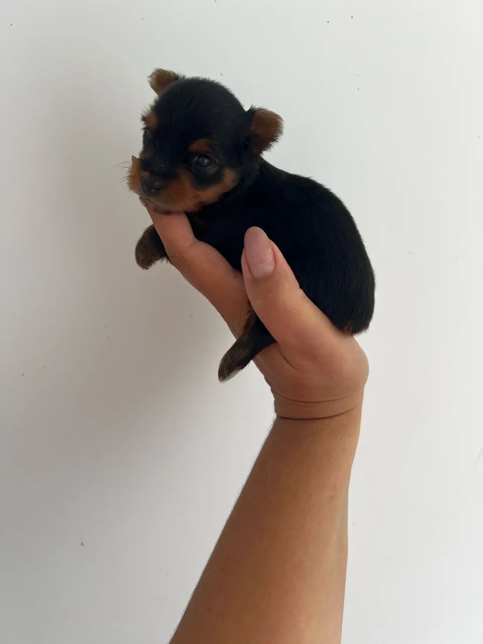 Yorkshire mini 