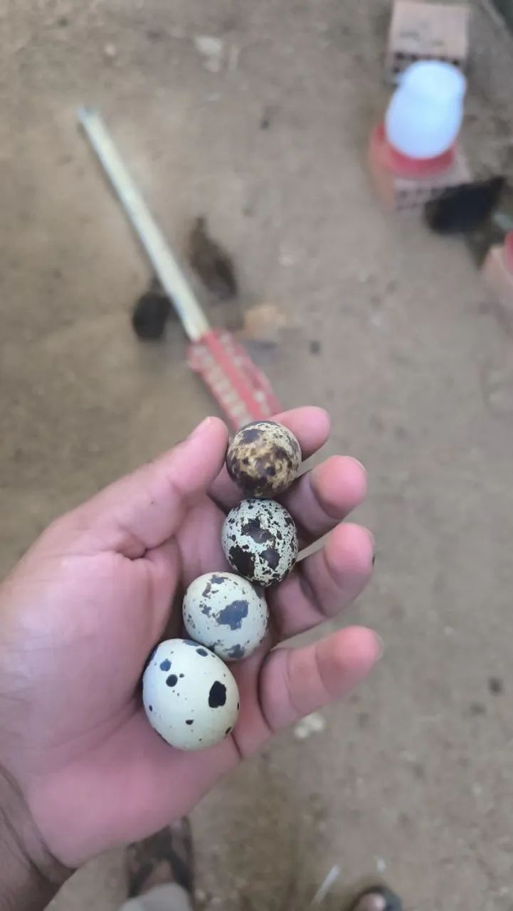 Ovos de Codorna 