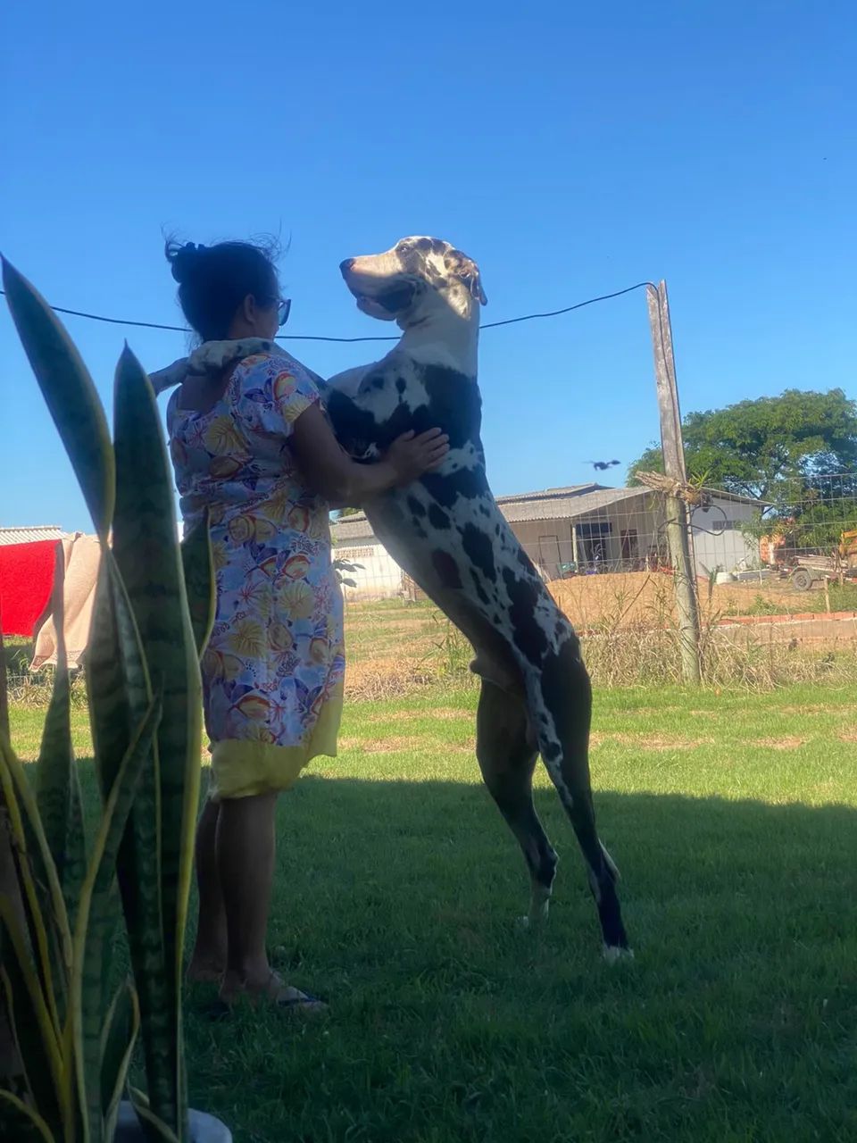 Dogue alemão - Foto 3