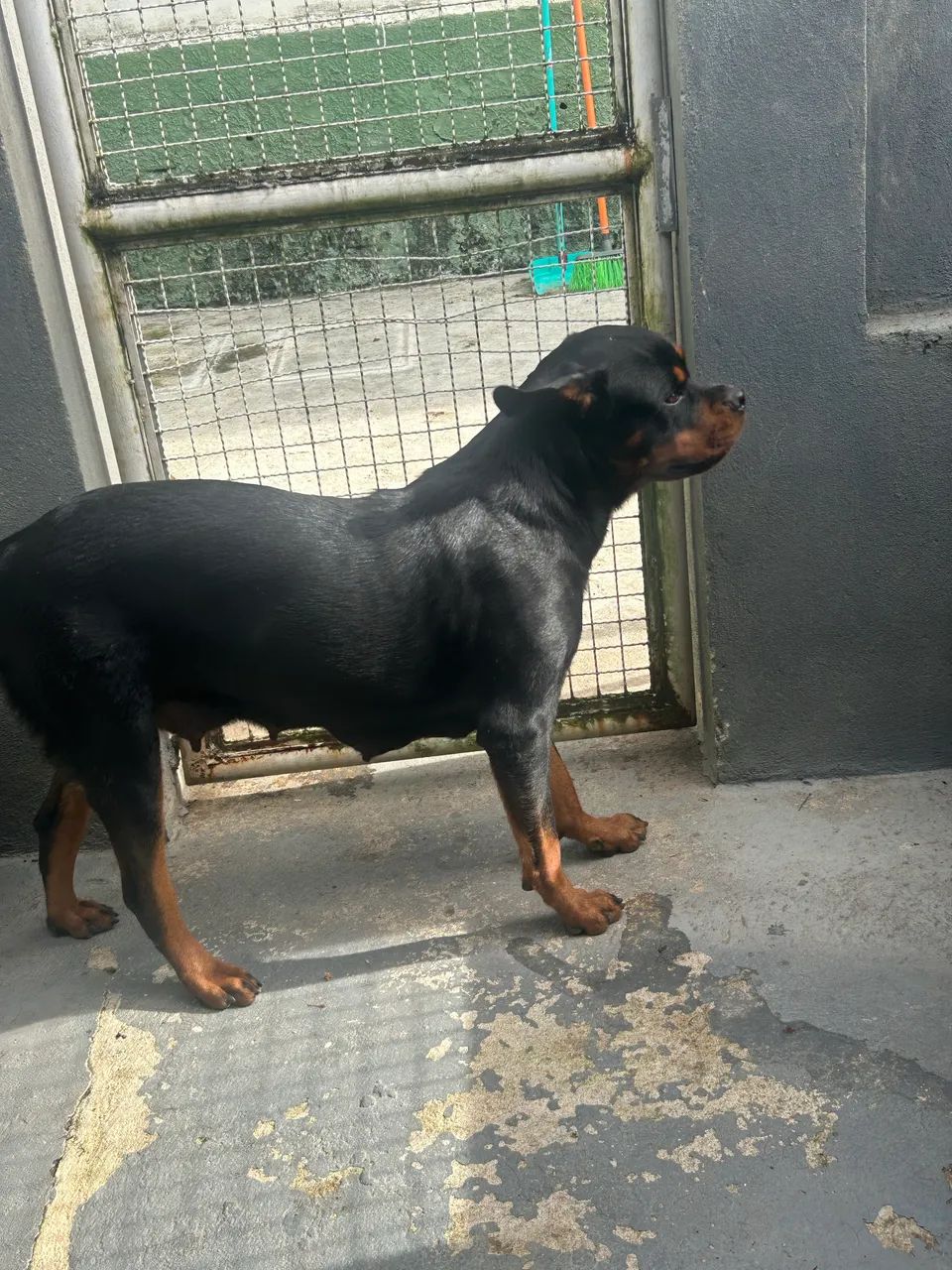 rotweiller filhotes 