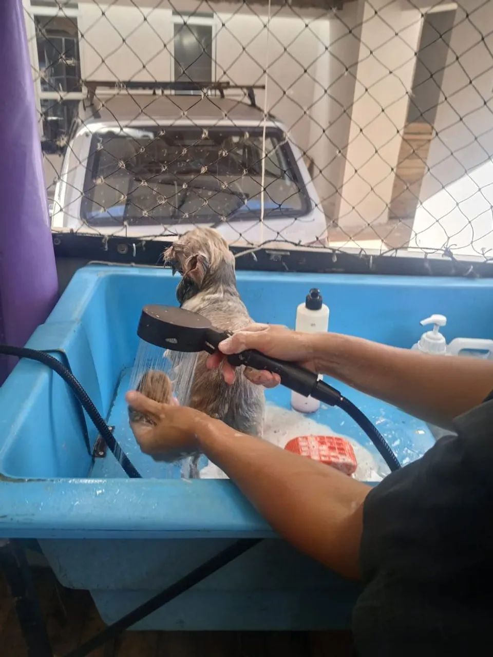 Banho e tosa em domicilio  - Foto 2