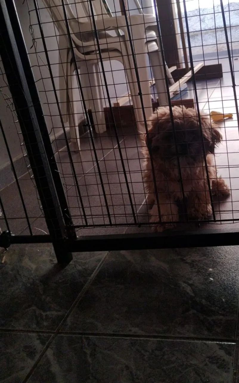 Shih Tzu fêmea  - Foto 2