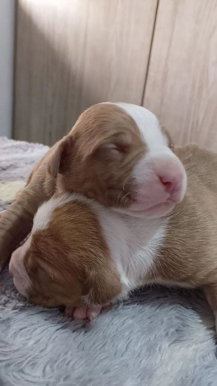 Filhotes disponíveis pitbull  - Foto 5