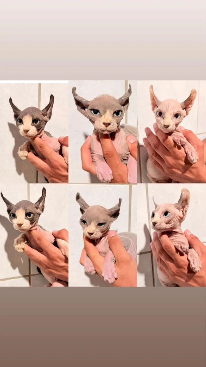 Sphynx padrão e Elf Filhotes - Gatil Bsb Cat - Foto 2