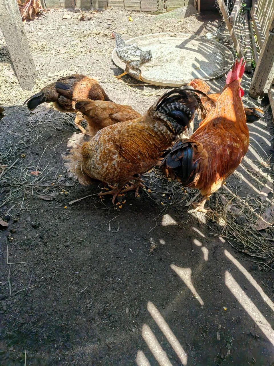 Galinhas e pintinhos  - Foto 3