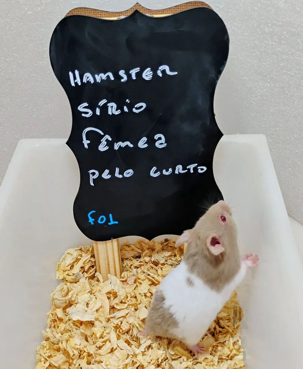Hamster Sírio, Angorá e Anão Russo Filhotes  - Foto 2