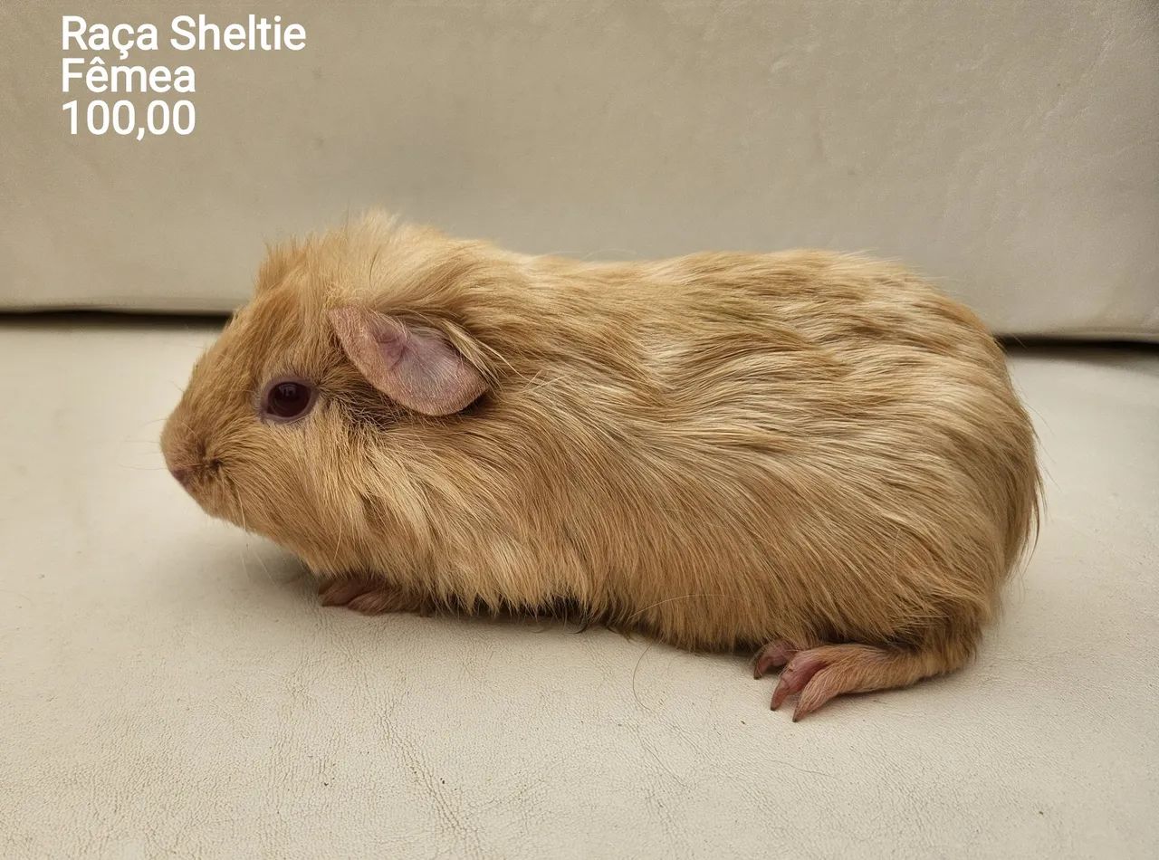 Porquinho da índia  - Foto 3