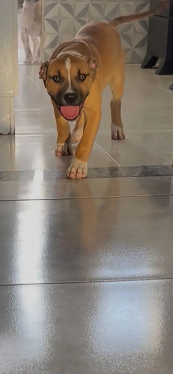 Pitbull/pitmonster  - Foto 4
