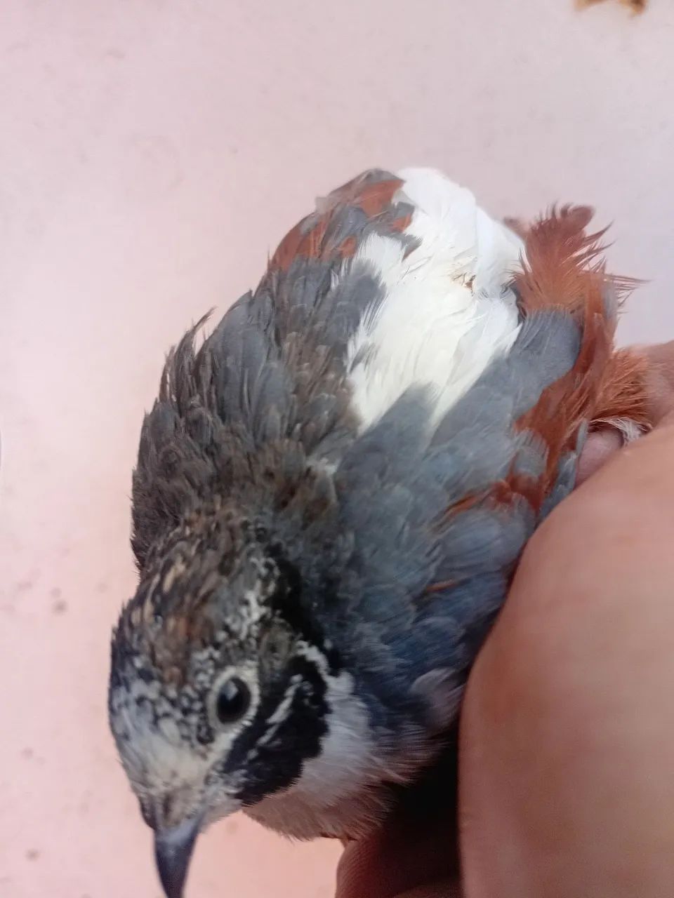 Ovos galados codorna chinesa  - Foto 2
