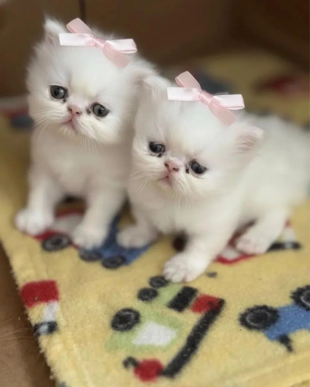 Lindos gatos persa - Foto 5