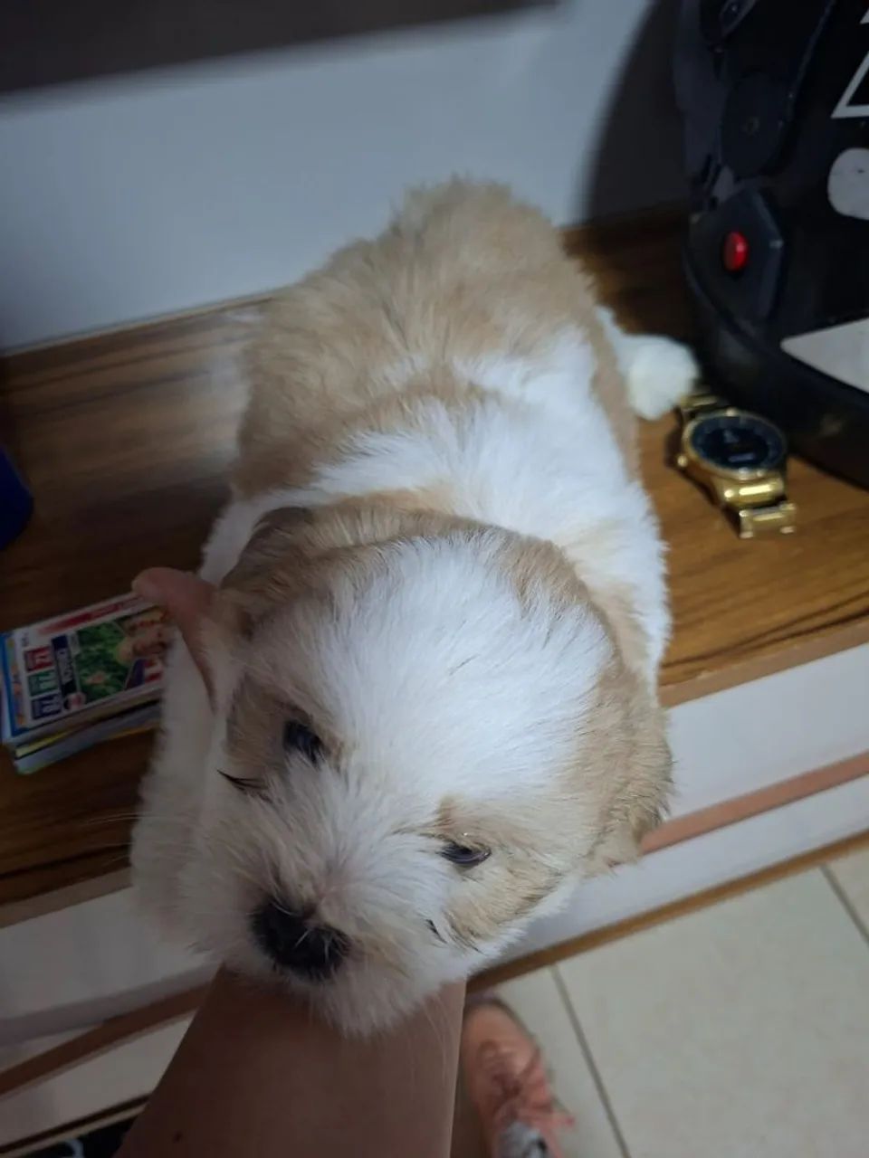 Cachorros  - Foto 2