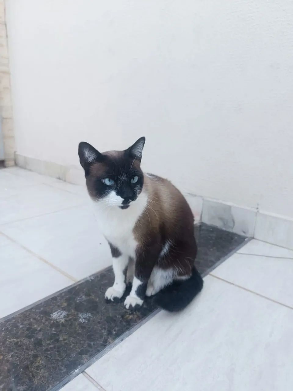 Gato para doação  - Foto 3